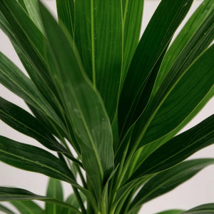 Livraison plante Yucca elephantipes d21cm h100cm