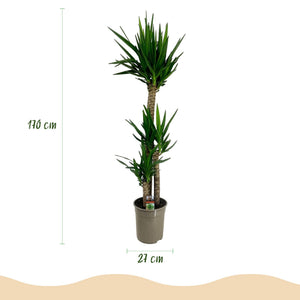 Livraison plante Yucca elephantipes d27cm H170cm