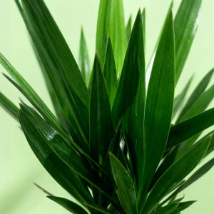 Livraison plante Yucca elephantipes d27cm H170cm