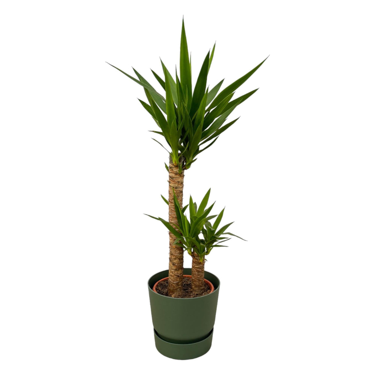 Livraison plante Yucca et son pot