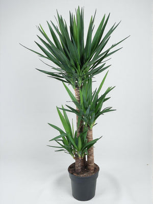 Yucca af elefantfod