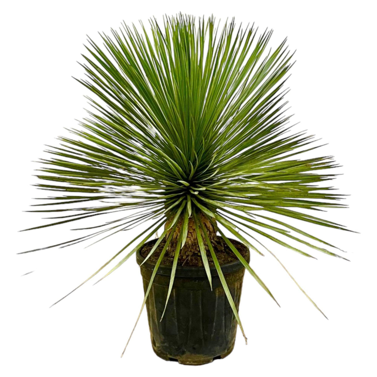 Livraison plante Yucca Rostrata