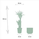 Livraison plante Yucca XL et son cache h100cm