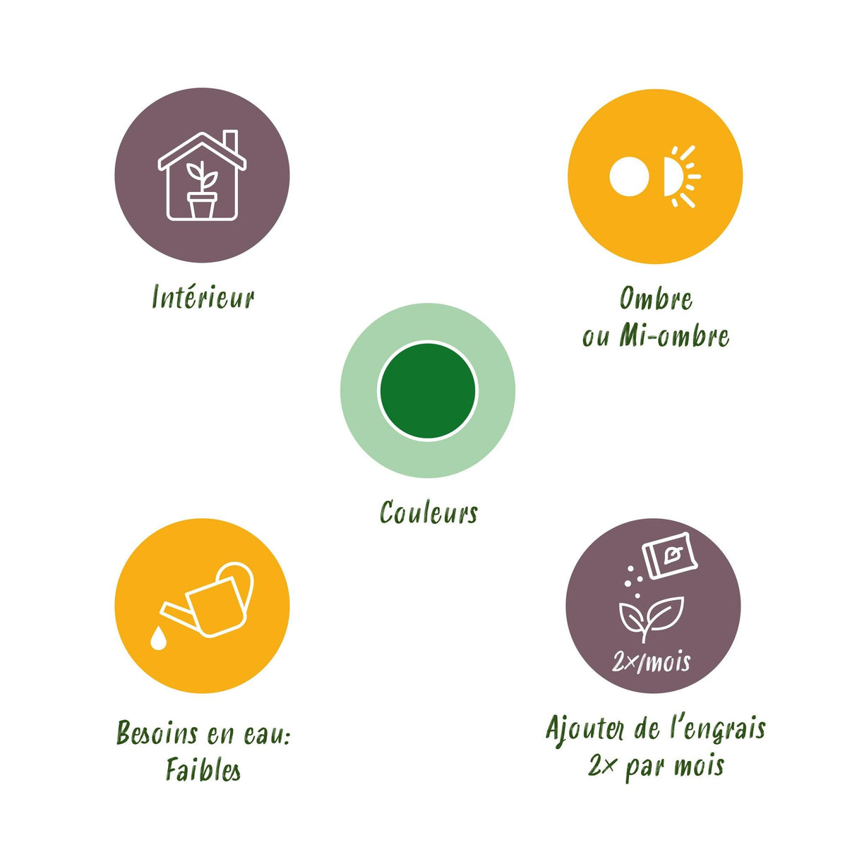 Livraison plante Zamioculcas et panier H70 cm