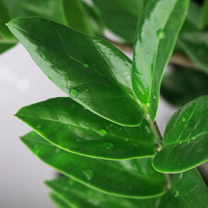 Livraison plante Zamioculcas et panier H70 cm