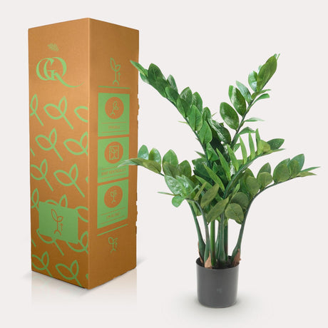 Livraison plante Zamioculcas plante artificielle - h70cm, Ø12cm