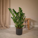 Livraison plante Zamioculcas Zamifiolias