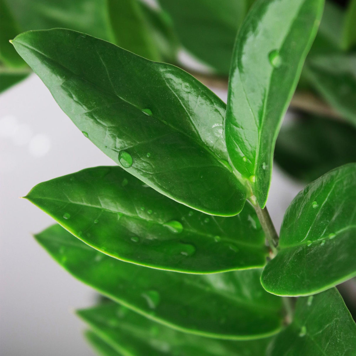 Livraison plante Zamioculcas zamiifolia
