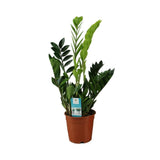 Livraison plante Zamioculcas zamiifolia