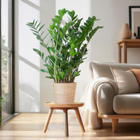 Zamioculcas Zamiifolia og dens potte
