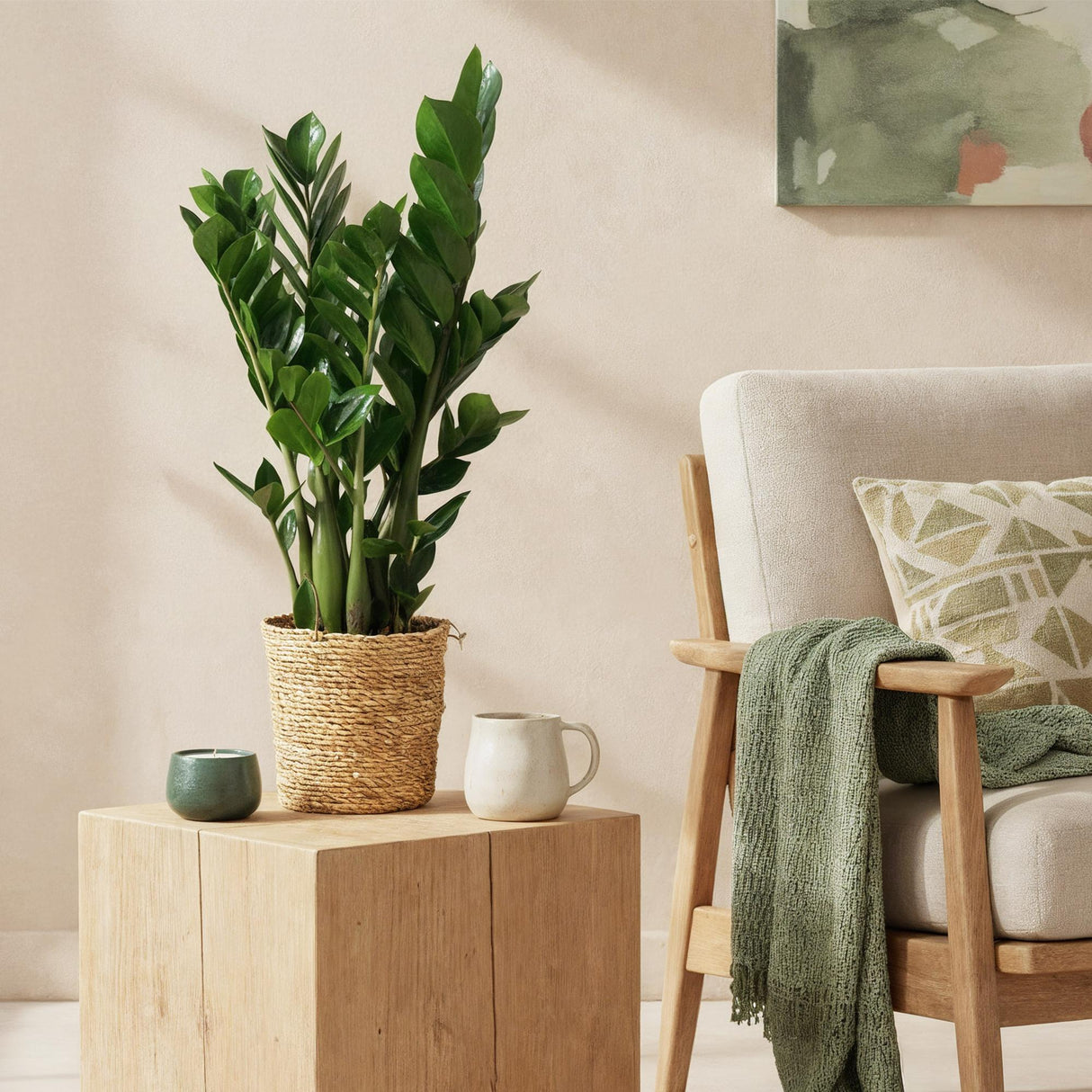 Livraison plante Zamioculcas zamiifolia – Lot de 2 – Pot 17 cm