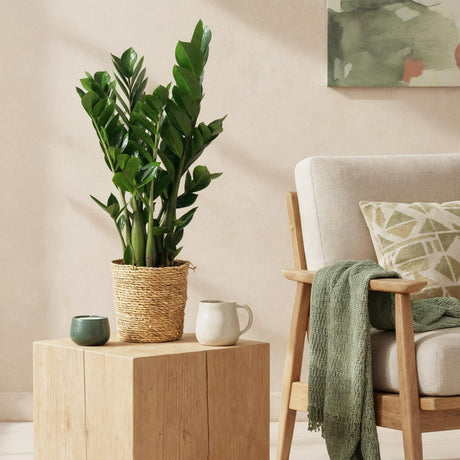 Livraison plante Zamioculcas zamiifolia – Lot de 2 – Pot 17 cm