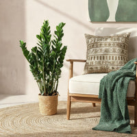 Zamioculcas ZZ et Indkøbskurv