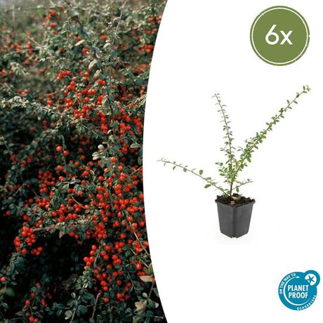 Cotonéaster De Dammer (Cotoneaster x suecicus) 'Coral Beauty' - vue 13
