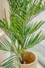 Areca - Kunstig palme