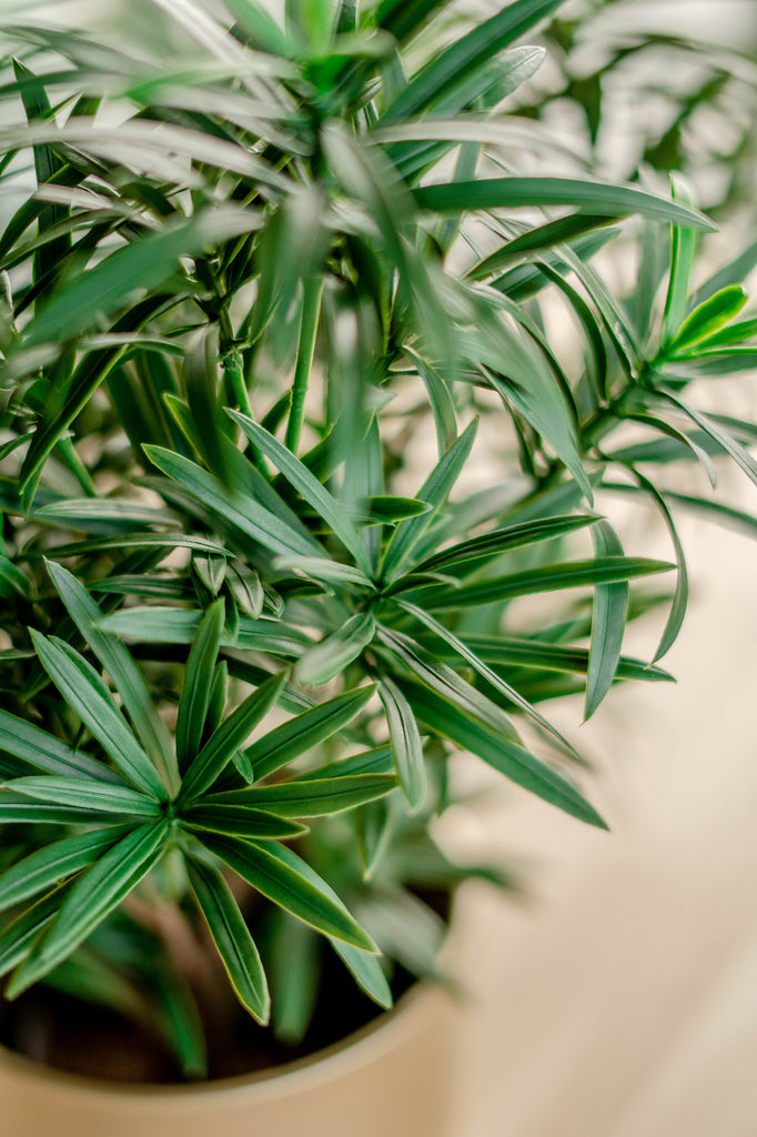 Podocarpus - Kunstig grøn plante