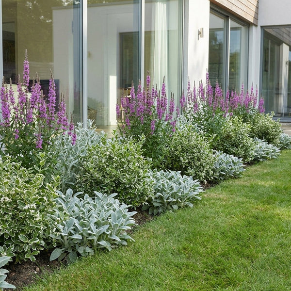 Pack Façade Soleil & Mi-Ombre Violet & Panaché - 18 plantes — photo 2