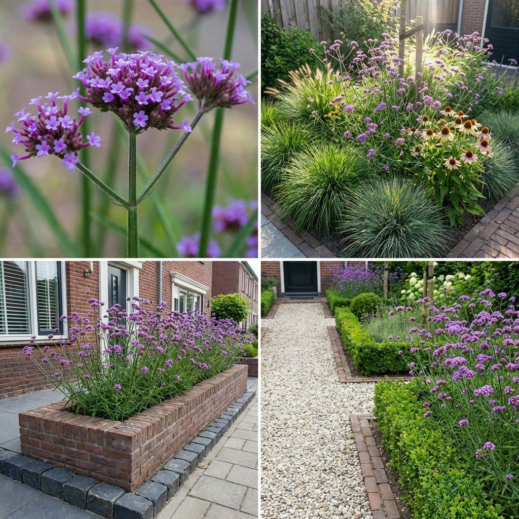 Pack Massif Plein Soleil Rose & Jaune - 30 plantes — photo 7