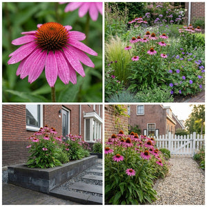 Pack Massif Plein Soleil Rose & Jaune - 30 plantes — photo 10