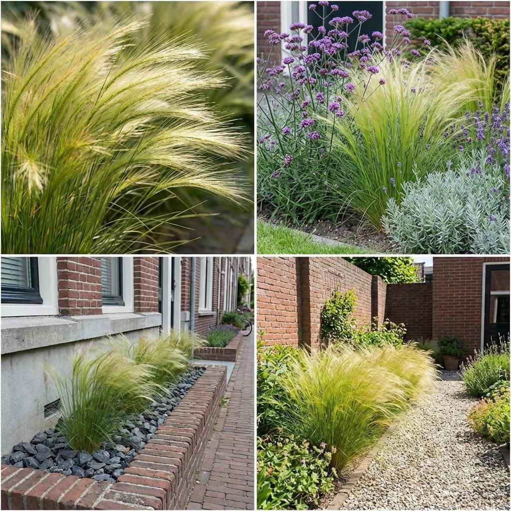 Pack Massif Plein Soleil Violet & Bleu (Stipe Cheveux D'Ange) - 30 plantes — photo 7