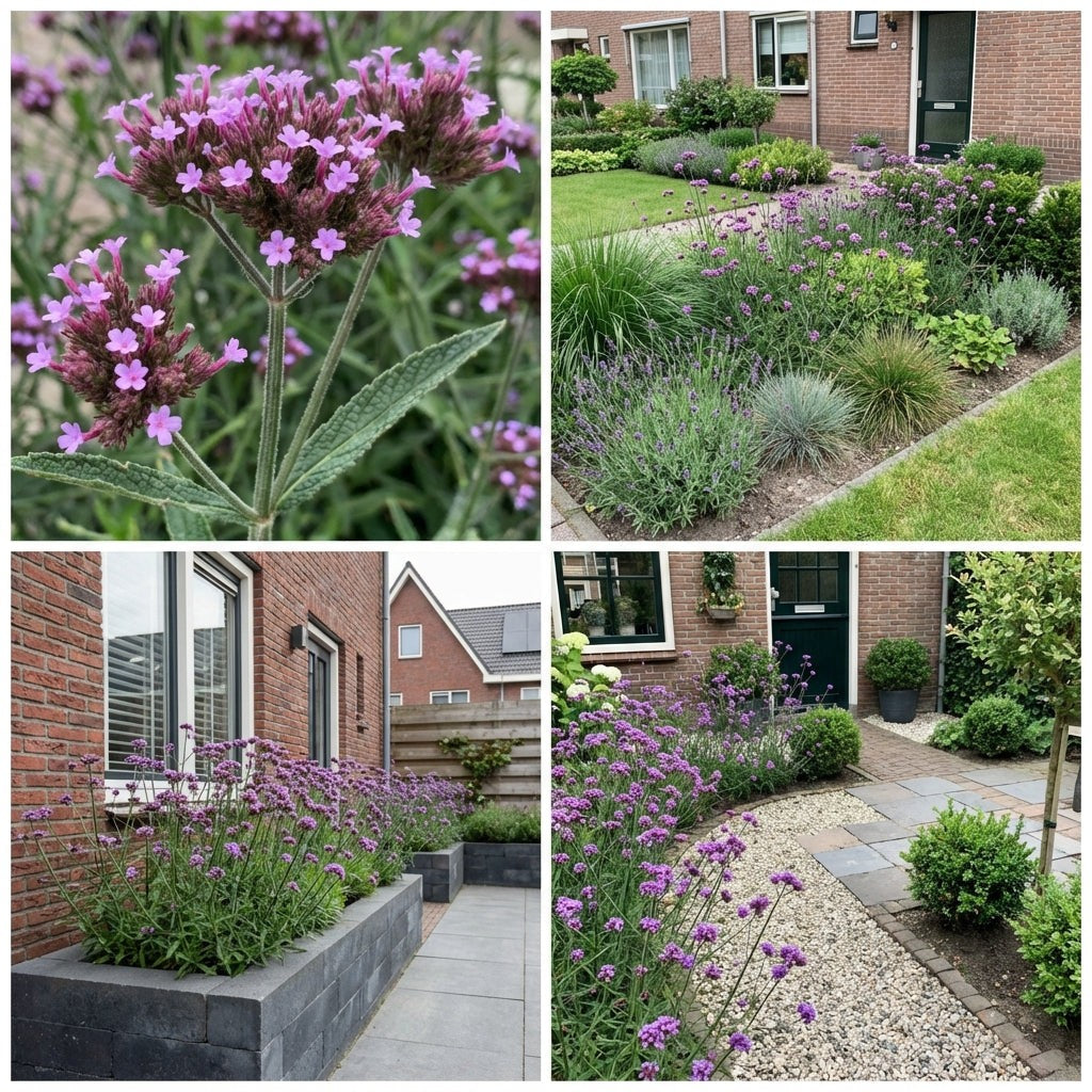 Pack Massif Plein Soleil Violet & Bleu (Stipe Cheveux D'Ange) - 30 plantes — photo 10