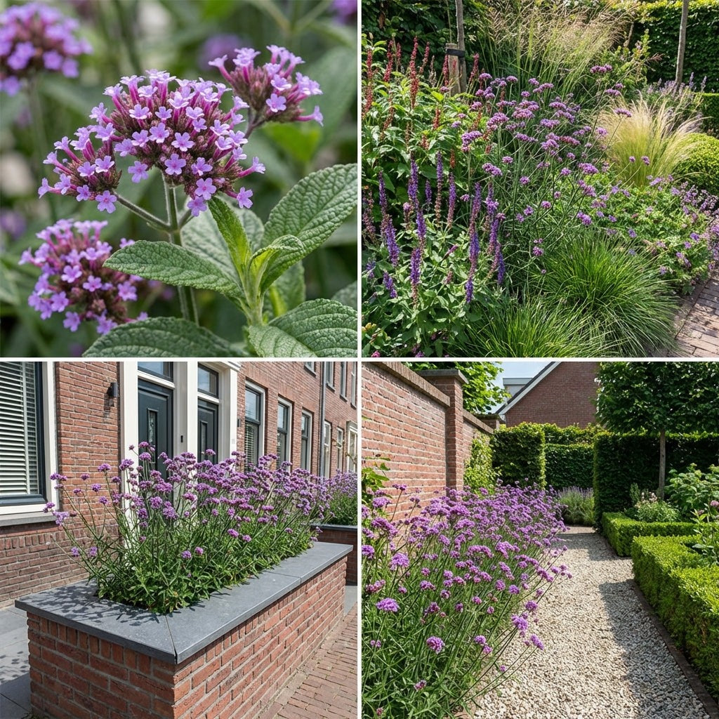 Pack Massif Soleil & Mi-Ombre Rose & Violet - 30 plantes — photo 7