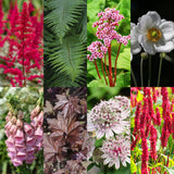 Green boutiQ - Borderpakket - Schaduw - 24 Vaste planten - 3 m2 - Diversen kleuren - Weinig Onderhoud - Pot 11cm