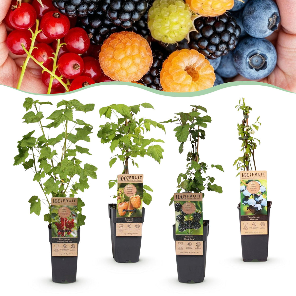 Mélange de petits fruits : groseille, mûre, framboise et myrtille - H 50 cm, pot Ø15 cm