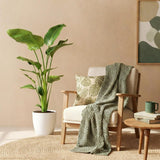 Green BoutiQ - Kamerplanten - Strelitzia Nicolai - Paradijsvogelbloem - Weinig onderhoud - Groen - 1 Plant - met Potter Grijs - Pot 21cm - Hoogte 110-120cm