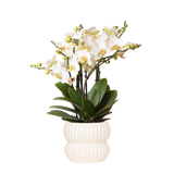 Orchidée Phalaenopsis blanche Blossom Lausanne avec cache-pot Horizon blanc