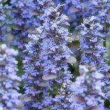Bugle rampante Burgundy Glow en godet - Ajuga reptans - H 10-25 cm, pot Ø9 cm - photo 6