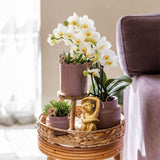 Orchidée Phalaenopsis rose-violet Mineral Frederikstad et 2 succulentes - coffret Desert Summer violet - pot Ø9 cm