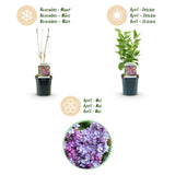 La Green Touch - Havreplante - Syringa vulgaris Michel Buchner - Almindelig Syren - Vinterhårdfør - Lyserød - 1 Plante - Potte 17cm - Højde 45cm