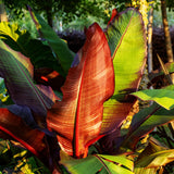 Green boutiQ - Fruitplant - Bananen plant - Ensete ventricosum Maurelli - Winterhard - 2 planten - Pot 17cm Hoogte 40cm