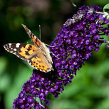 Green boutiQ - Havetplante - Buddleja davidii Black Night - Sommerfuglebusk - Vinterhård - Lilla - 3 Planter - Potte 17cm - Højde 45cm
