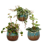 Baby Peperomia avec cache-pots cuivre - Hope, Pepperspot et prostrata - lot de 3