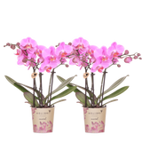 Orchidées Phalaenopsis roses et violettes Mineral Frederikstad - lot de 2 - pot Ø9 cm