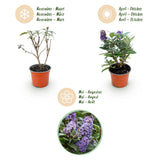 Green boutiQ - Haveplante - Buddleja davidii Butterfly Candy Little Lila - Sommerfuglekrat - Kompakt - Lilla - 1 Plante - Potte 12cm - Højde 20-25cm