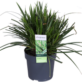 Carex morrowii 'Ice Dance' - Ø14cm - ↕30cm