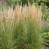 Calamagrostis Karl Foerster - Calamagrostis × acutiflora - H 15-25 cm, pot Ø11 cm - photo 5