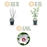 Green boutiQ - Havetplante - Hibiscus syriacus Red Heart - Have Hibiscus - Vinterhårdfør - Hvid - Rød - 3 Planter - Potte 17cm - Højde 45cm
