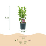 La Green Touch - Havreplante - Syringa vulgaris Michel Buchner - Almindelig Syren - Vinterhårdfør - Lyserød - 1 Plante - Potte 17cm - Højde 45cm