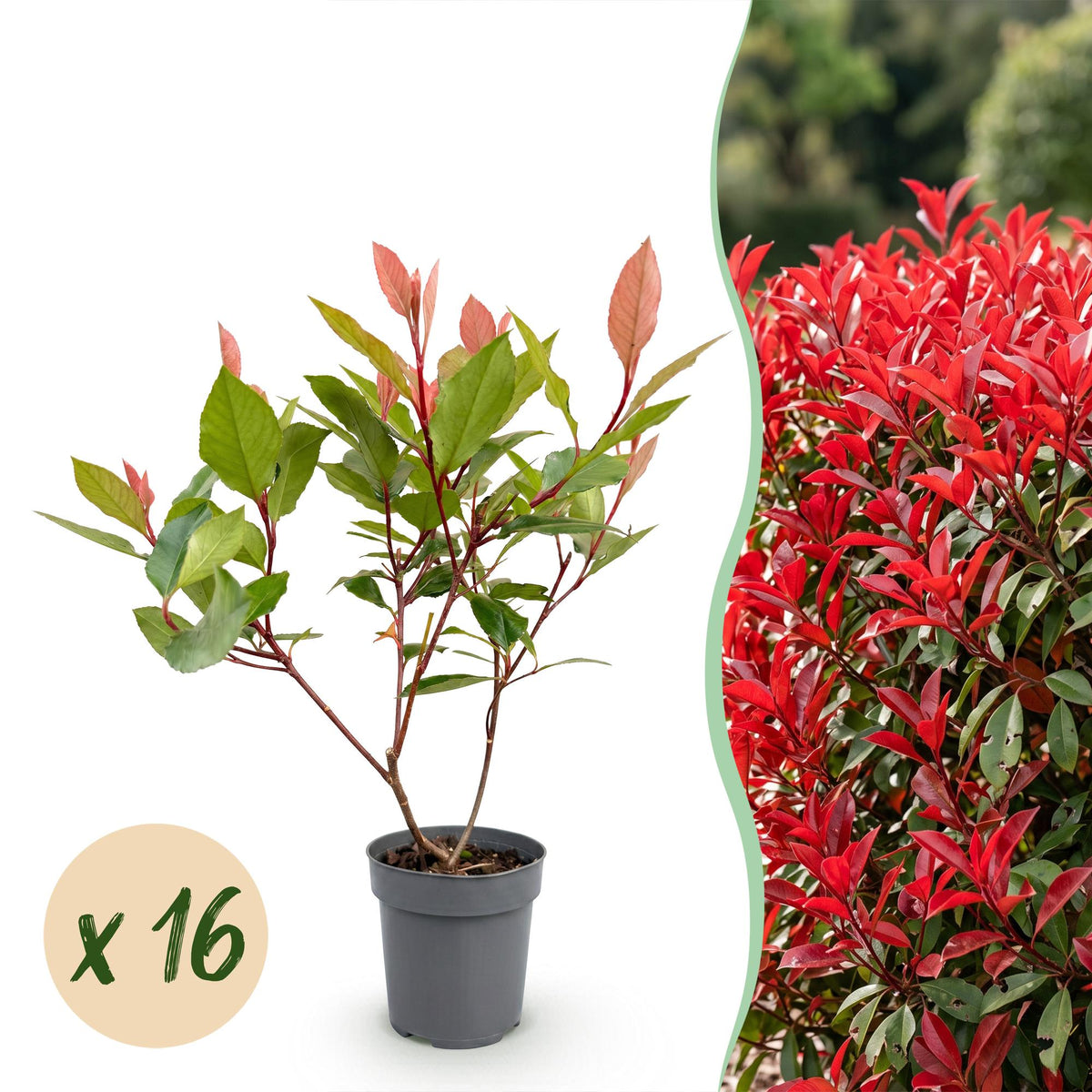 Kit haie Photinia nain Little Red Robin - H 25-35 cm, pot Ø9 cm
