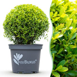 Buis BetterBuxus Skylight en boule - Buis résistant - Ø30 cm, pot Ø26 cm - photo 3