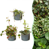 Baby Peperomia avec cache-pots Linnea bleu brume - Hope, Pepperspot et prostrata - lot de 3