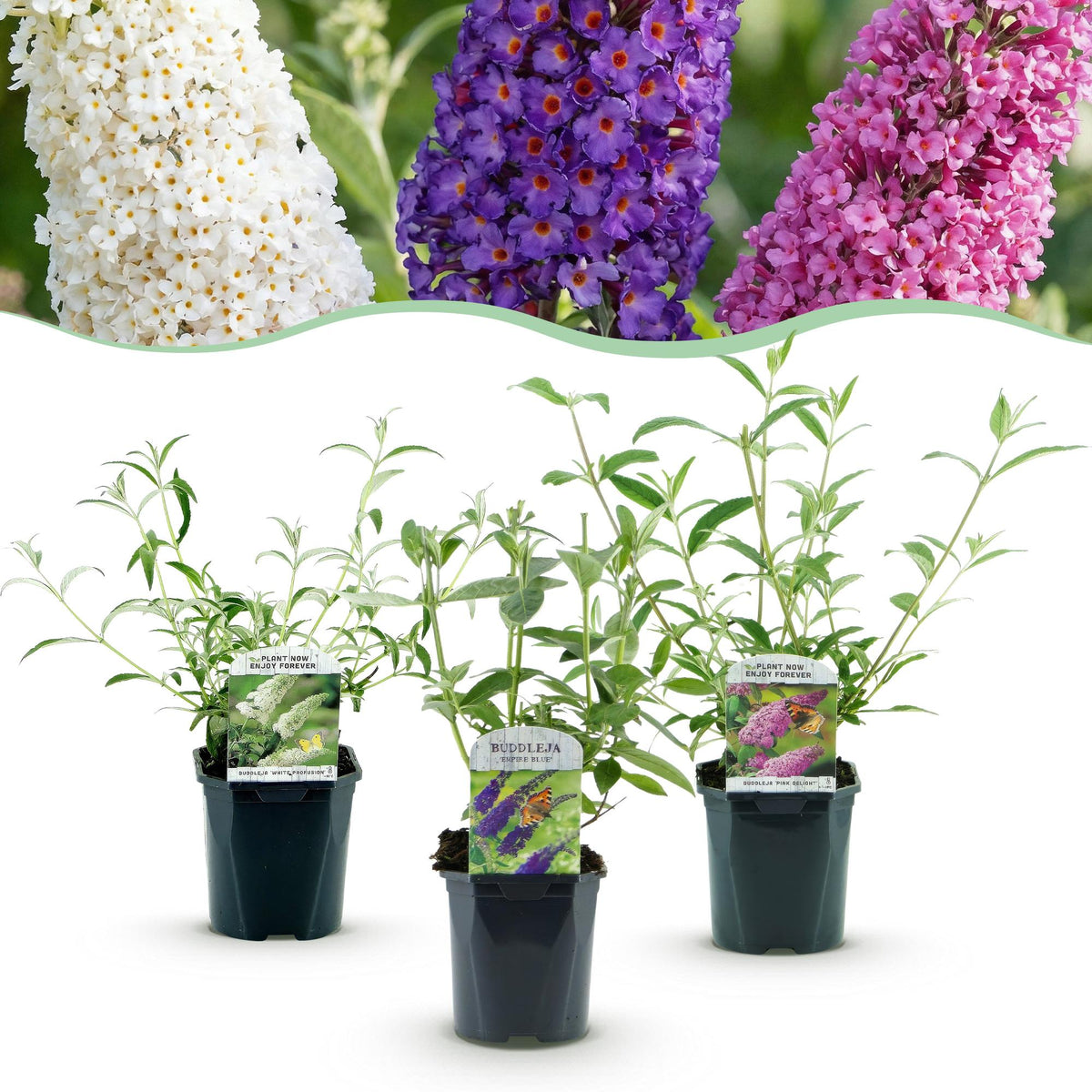 Green boutiQ - Haveplanté - Buddleja davidii Tricolour - Sommerfuglebusk - Vinterhård - Blå - Rosa - Hvid - 3 Planter - Potte 17cm - Højde 45cm