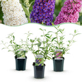 Green boutiQ - Haveplanté - Buddleja davidii Tricolour - Sommerfuglebusk - Vinterhård - Blå - Rosa - Hvid - 3 Planter - Potte 17cm - Højde 45cm