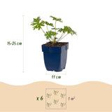 Géranium vivace Johnson's Blue - Bec-de-grue bleu - H 15-25 cm, pot Ø11 cm
