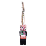4x - Lonicera periclymenum 'Belgica' - ↨65cm - Ø15