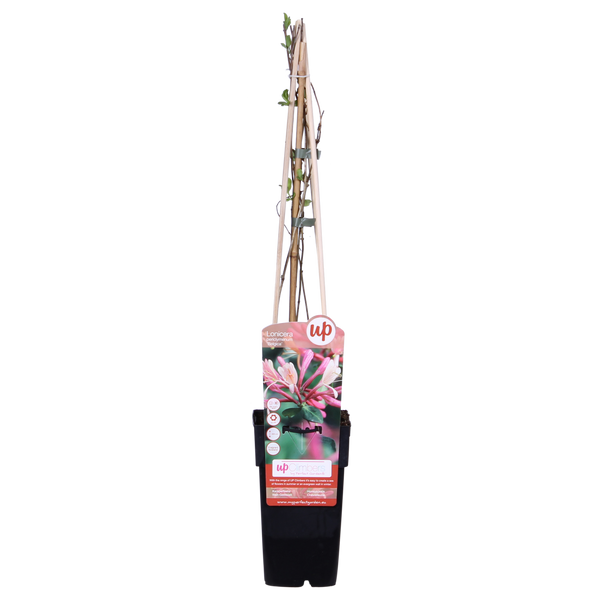 4x - Lonicera periclymenum 'Belgica' - ↨65cm - Ø15